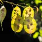 Erfolgreiche Aussaat des Silberblatts (Lunaria annua)