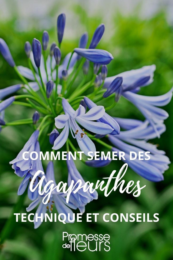 Aussaat von Agapanthus: Eine Schritt-für-Schritt-Anleitung