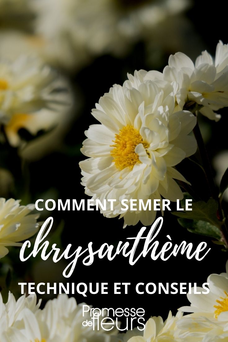Aussaat von Chrysanthemen - bebilderte Anleitung