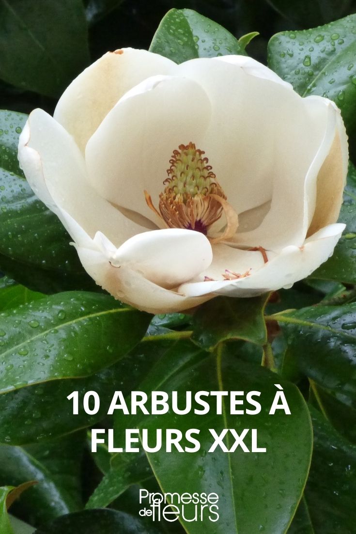 10 Sträucher mit großen Blüten