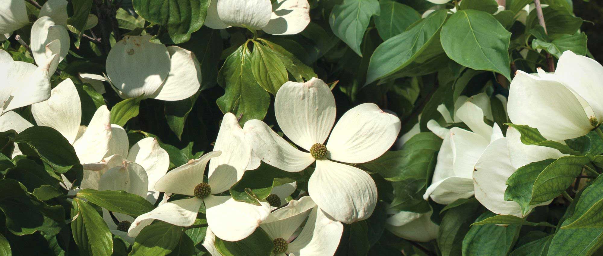 10 Sträucher mit XXL-Blüten