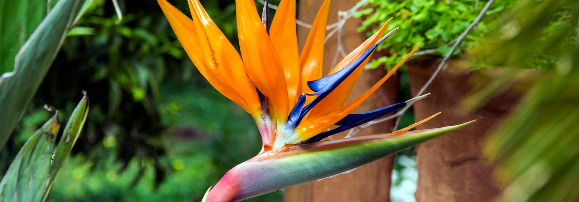 Strelitzia im Topf kultivieren
