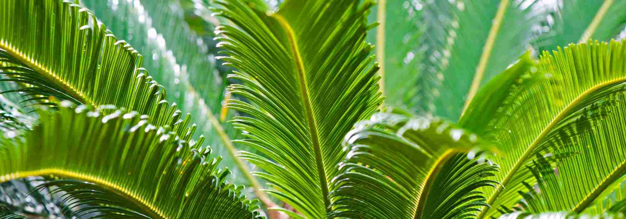 Sagopalmfarn: 10 Fragen und Antworten