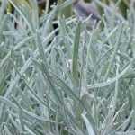 Helichrysum schneiden?