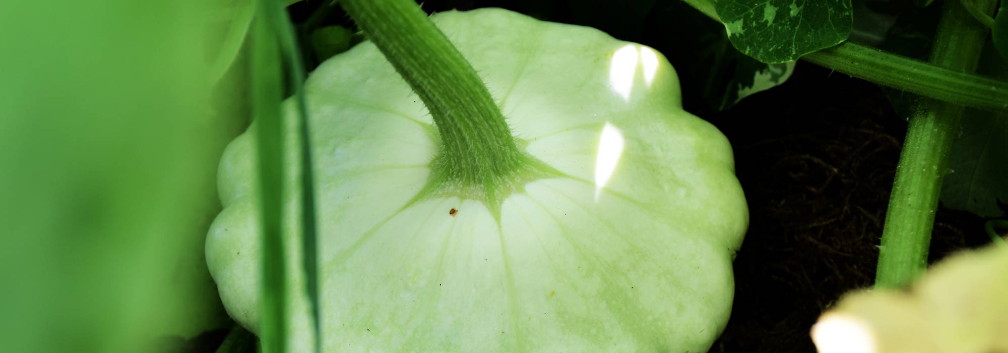 Üfo-Kürbis: Aussaat, Anbau, Ernte
