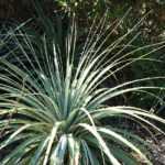 Puya pflanzen, kultivieren und pflegen