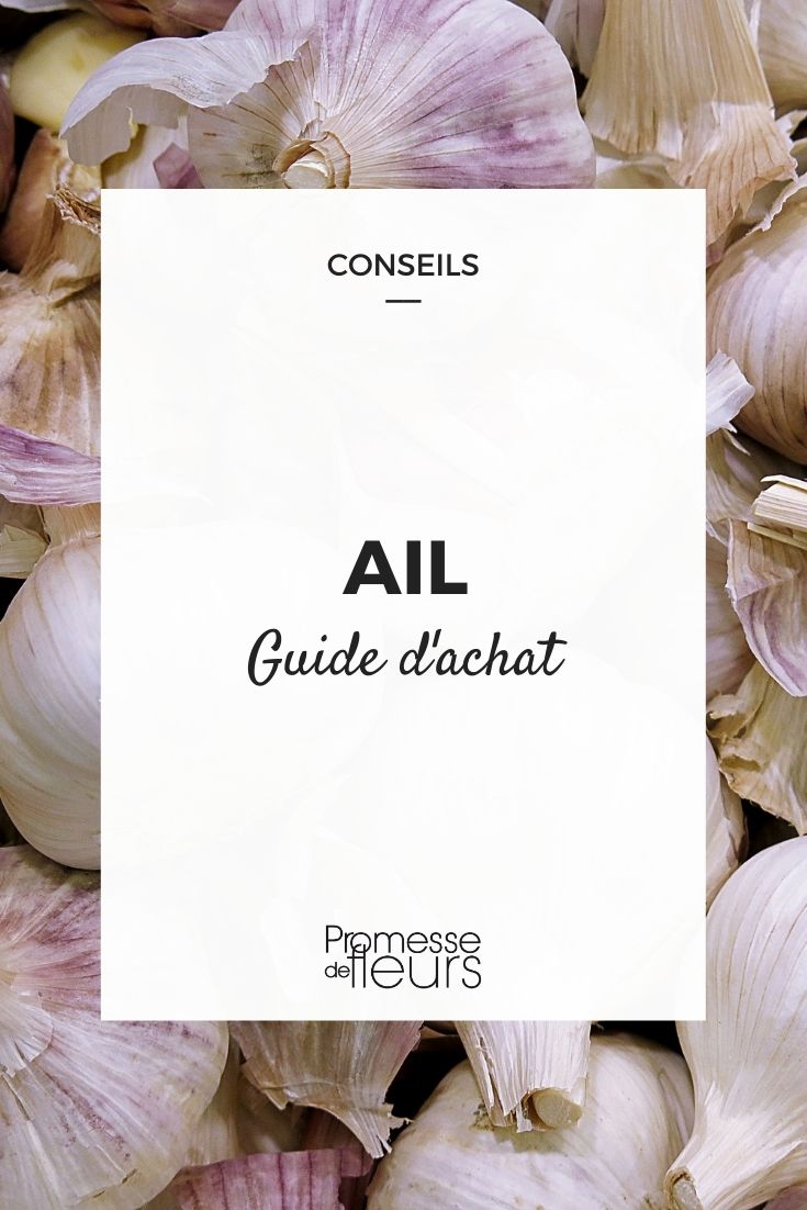 Knoblauch Kaufberatung