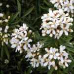 7 Kombi-Ideen für Orangenblume