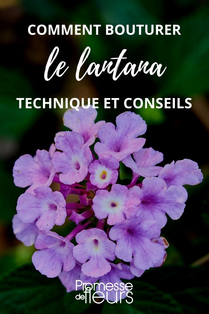 Lantana-Stecklinge ziehen