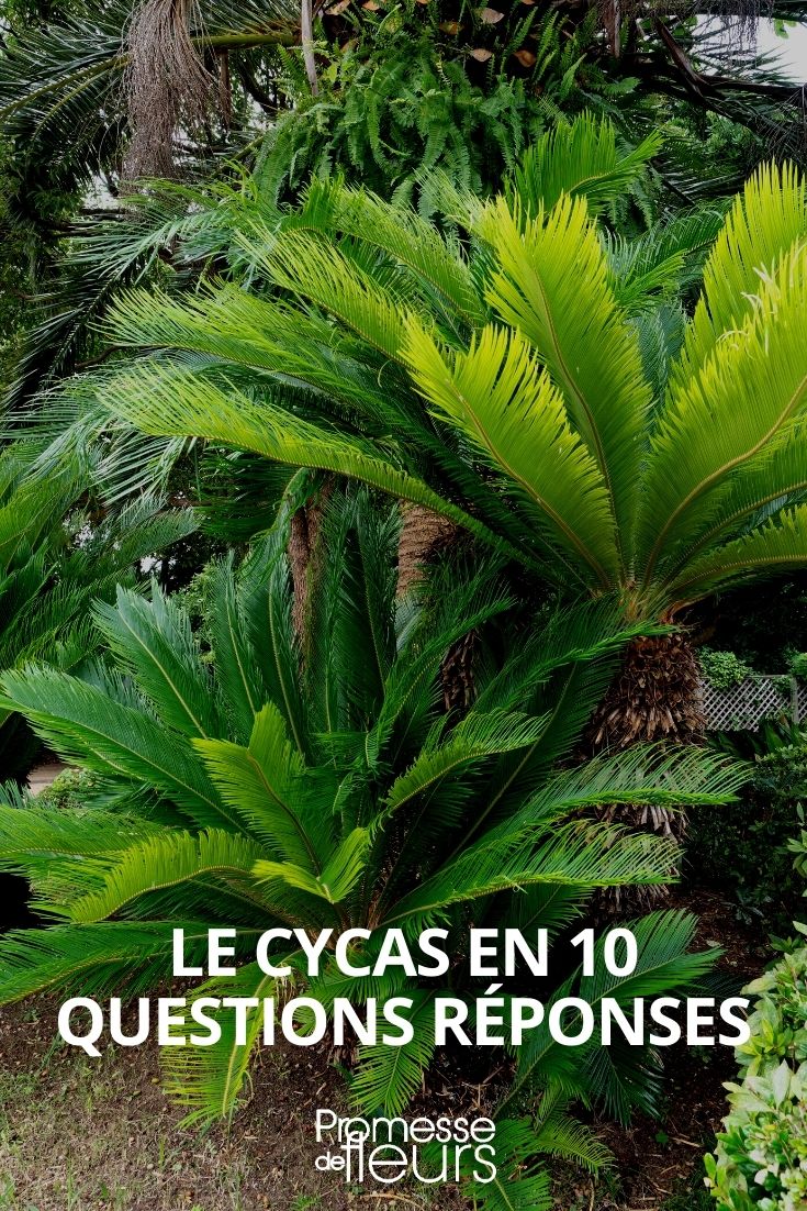 Cycas - Alles, was Sie wissen müssen