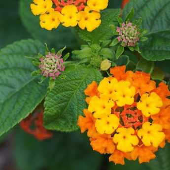 Wie kann man Lantana vermehren?