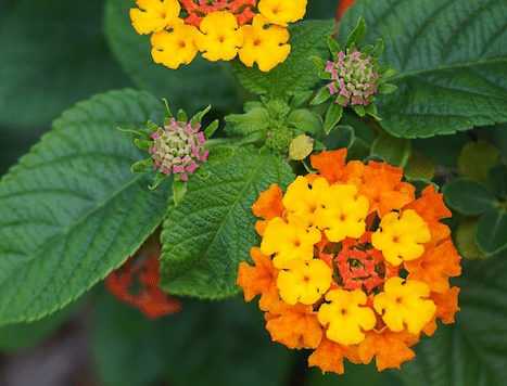 Wie kann man Lantana vermehren?
