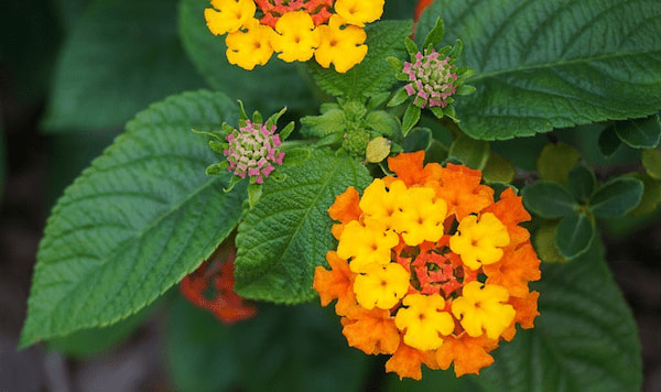 Wie kann man Lantana vermehren?