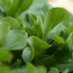 Salate für die Herbst- und Winterernte