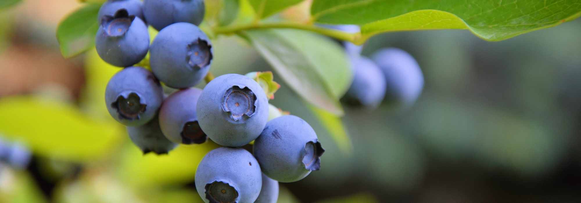 Heidelbeeren auswählen