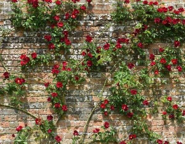 Wie befestigt man eine Kletterrose?