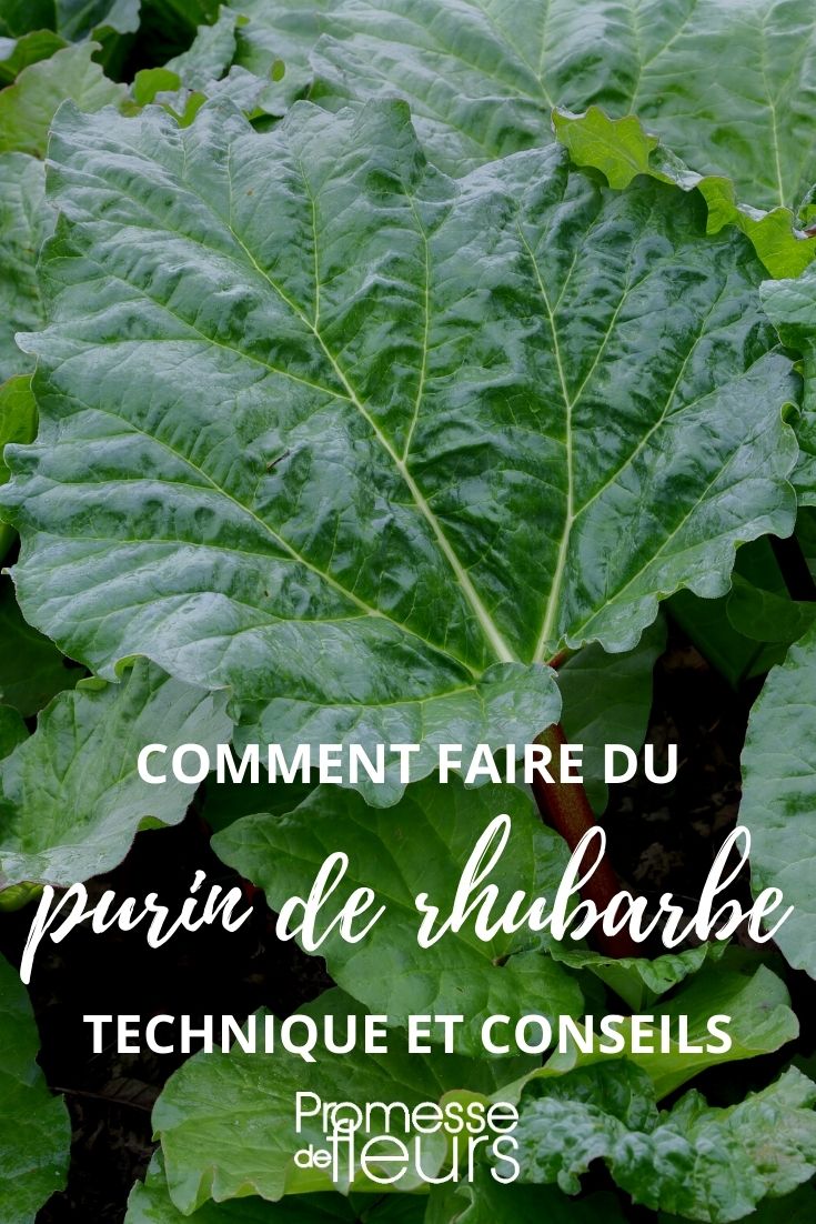 Rhabarberblattjauche