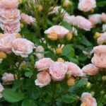 Die schönsten Delbard-Rosen