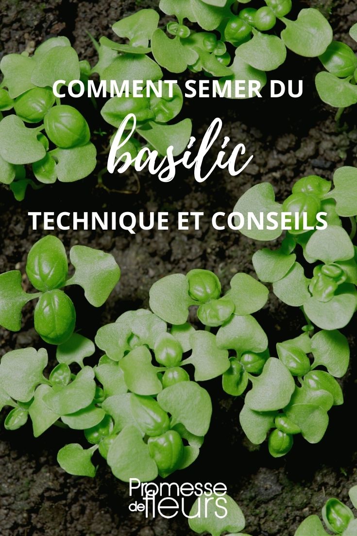 Tutorial: Basilikum aussäen
