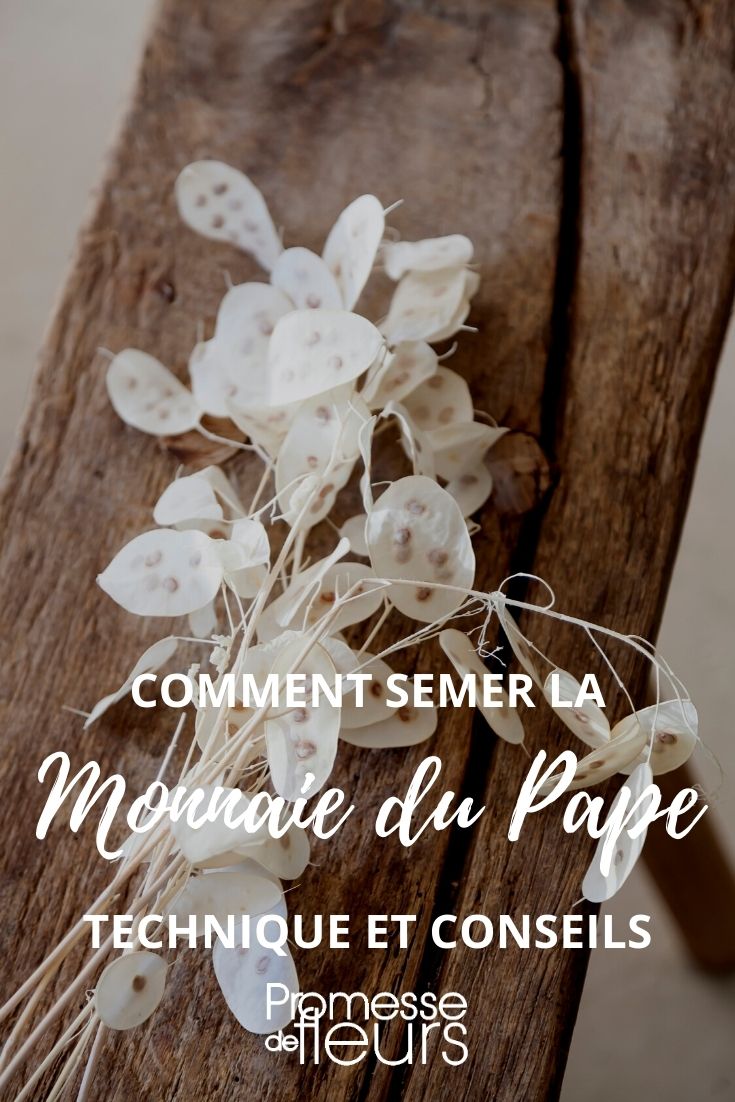 Erfolgreiche Aussaat der Silberblatt-Pflanze (Lunaria annua)