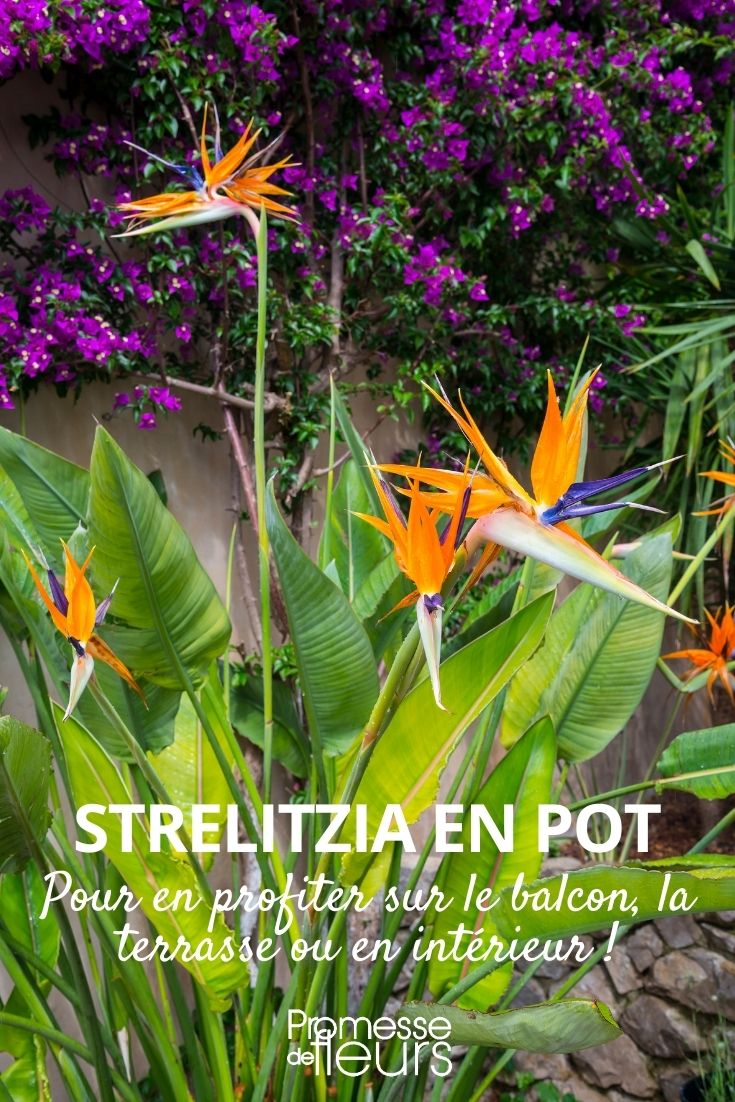 Strelitzia im Topf