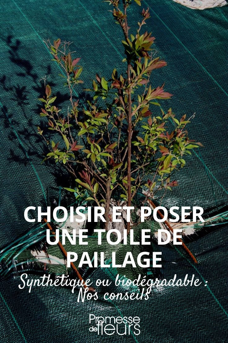 Toile de paillage verlegen