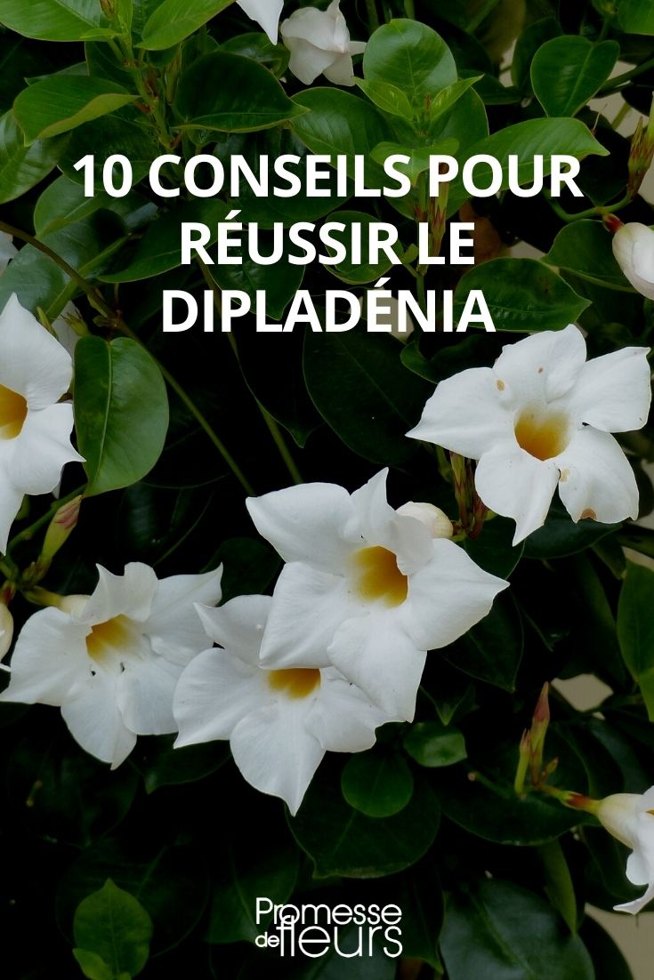 10 Tipps für die Pflege von Dipladenia