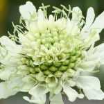 Cephalaria: Pflanzen und Pflege