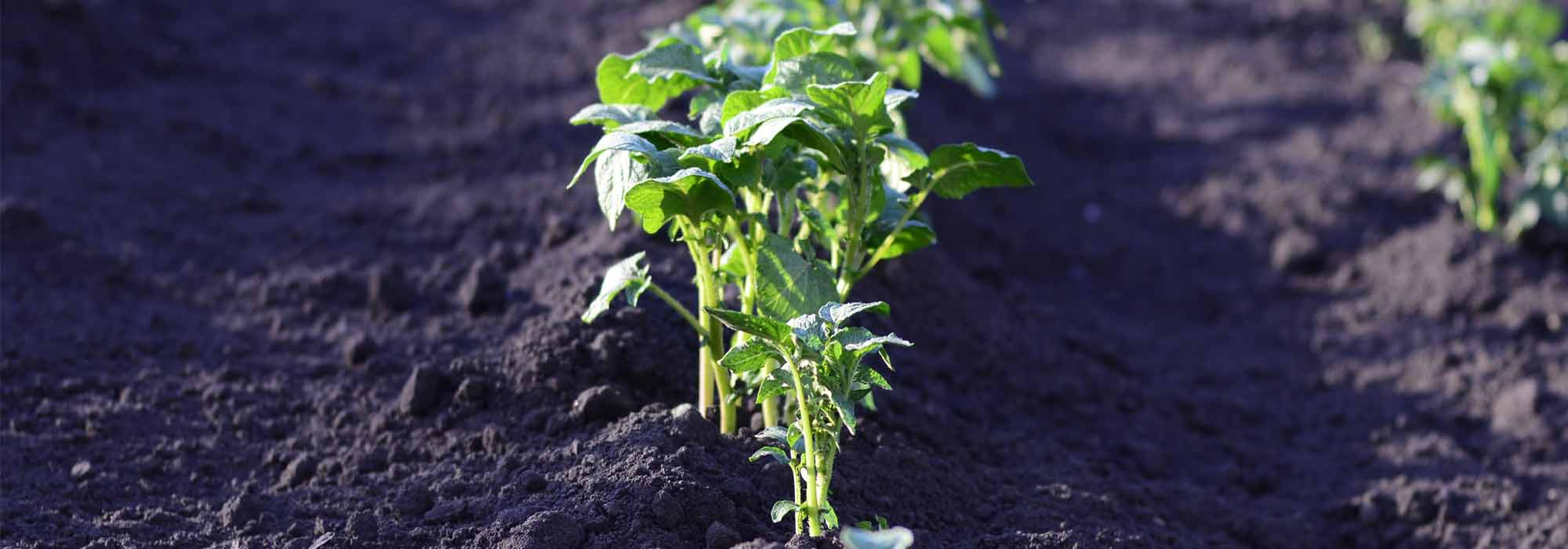 Gemüsegarten auf saurem Boden anlegen?