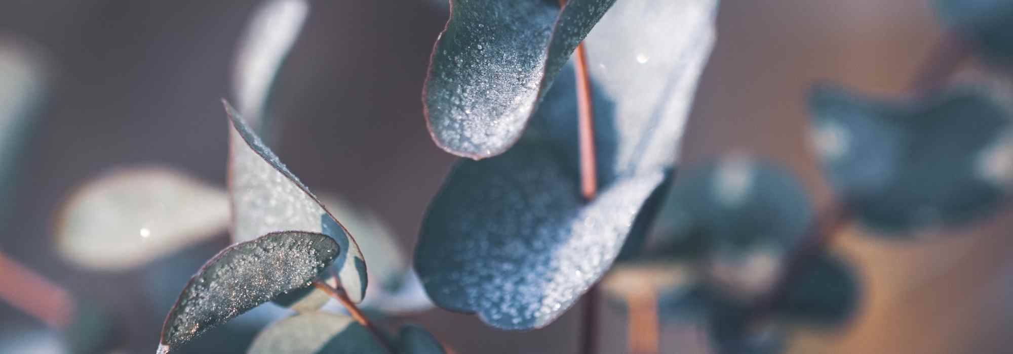 Eukalyptus im Winter vor Frost schützen?