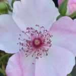 Schwefel im Garten: Wie und warum sollte man ihn verwenden?