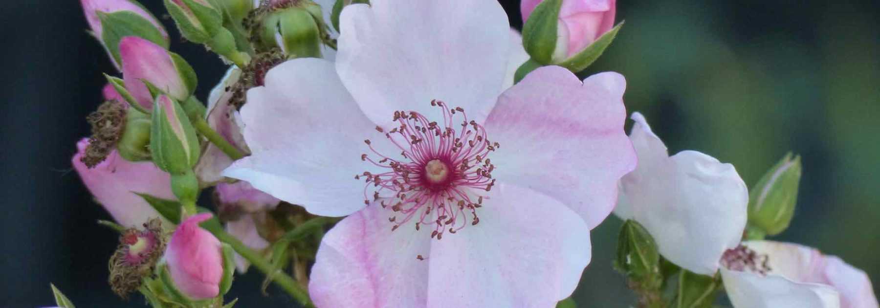 Schwefel im Garten: Wie und warum sollte man ihn verwenden?