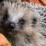 Igel im Garten willkommen heißen