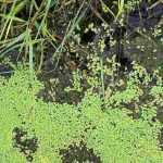Grün- und Fadenalgen im Teich bekämpfen