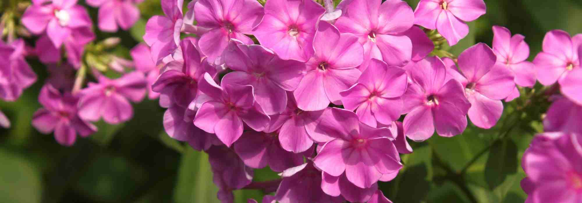 Flammenblume: Welche wählen?