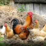 Hühnermist im Garten als Dünger nutzen?