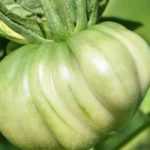 7 späte Tomaten