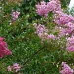 6 Sträucher mit Spätsommerblüte