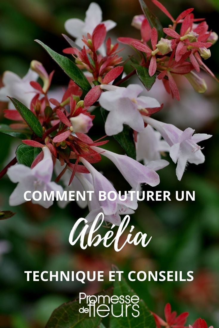 Abelien durch Stecklinge vermehren