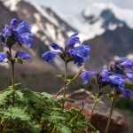 9 Stauden für den Alpengarten
