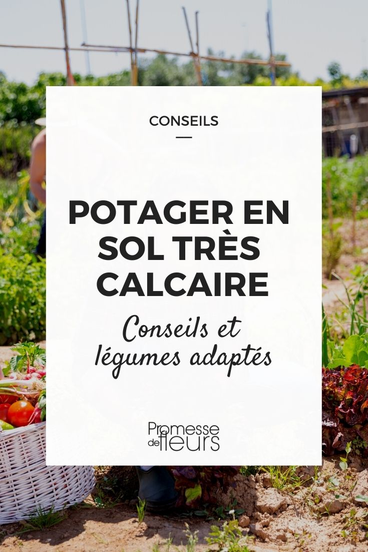 Gemüsegarten mit sehr kalkhaltigem Boden