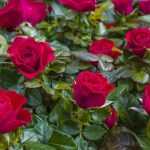 Rose im Topf kultivieren?