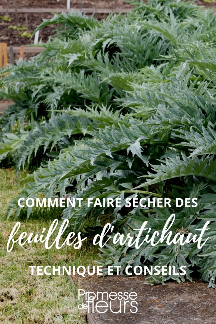 Wie trocknet man Artischockenblätter?