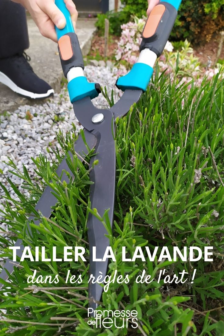 Größe der Lavendel