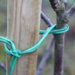 Wie stützt man einen Obstbaum?
