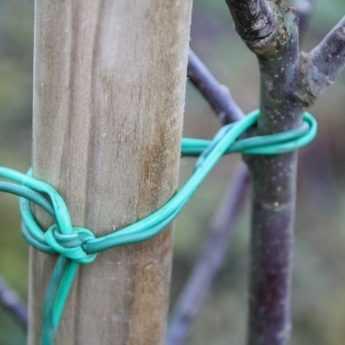 Wie stützt man einen Obstbaum?