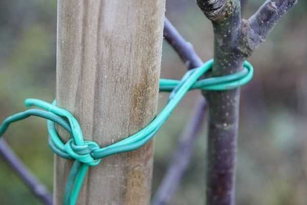 Wie stützt man einen Obstbaum?
