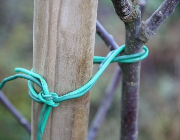 Wie stützt man einen Obstbaum?
