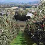 Obstbäume für Anfänger