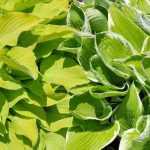 10 Stauden mit goldenem oder gelbem Laub